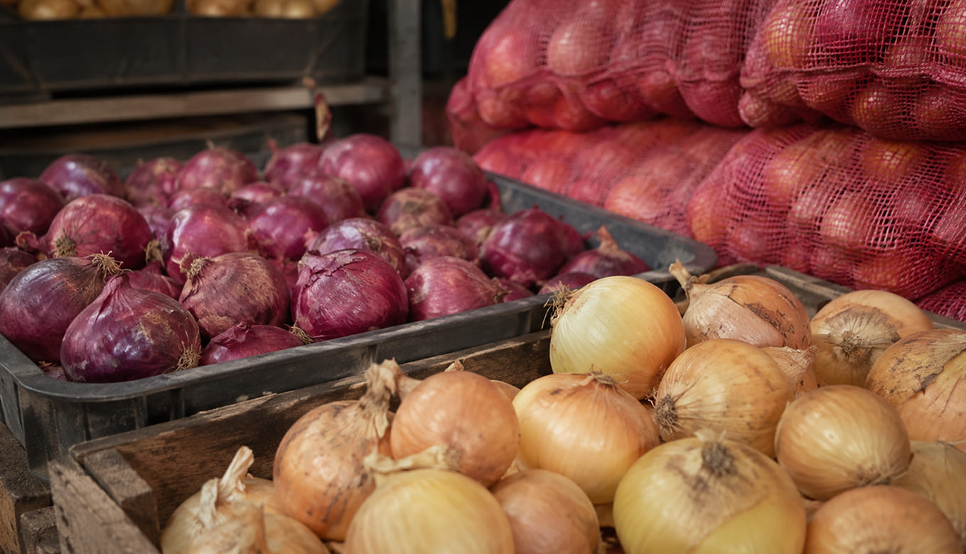 Onion Producers & Suppliers